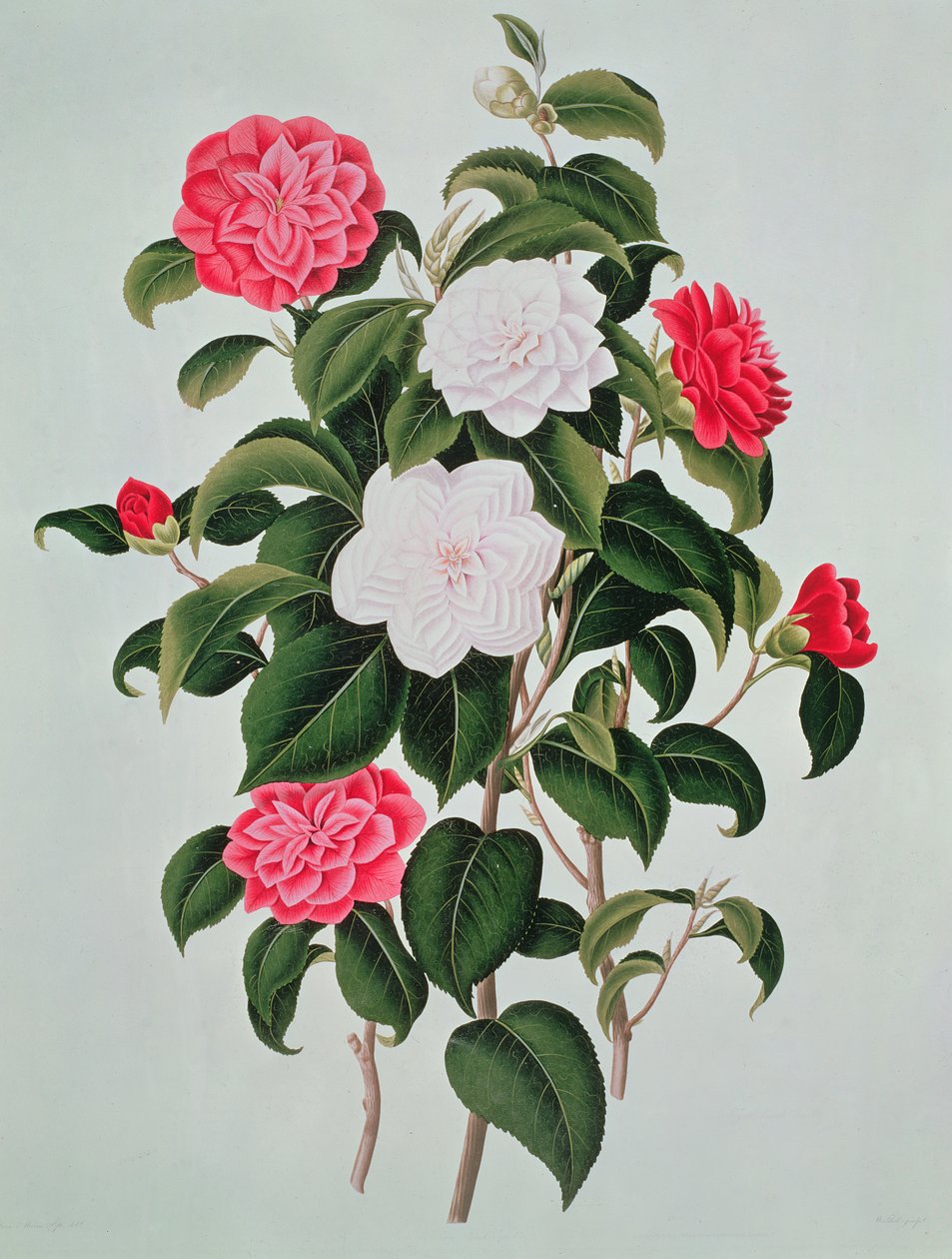 Camélia Japonica, de uma monografia sobre o gênero da camélia, 1819 de William Curtis