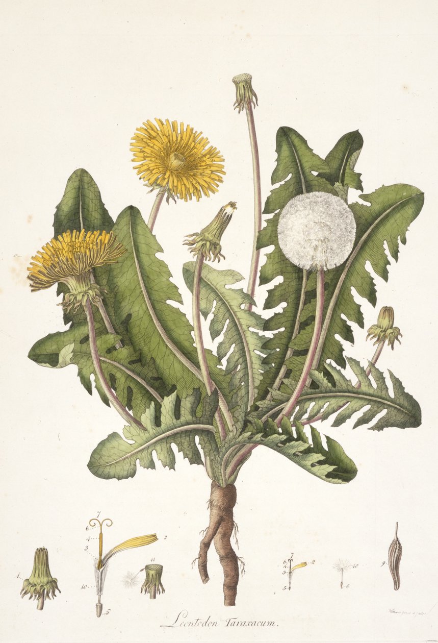 Checa Leontoden de Flora Londres, 1777-1798 de William Curtis