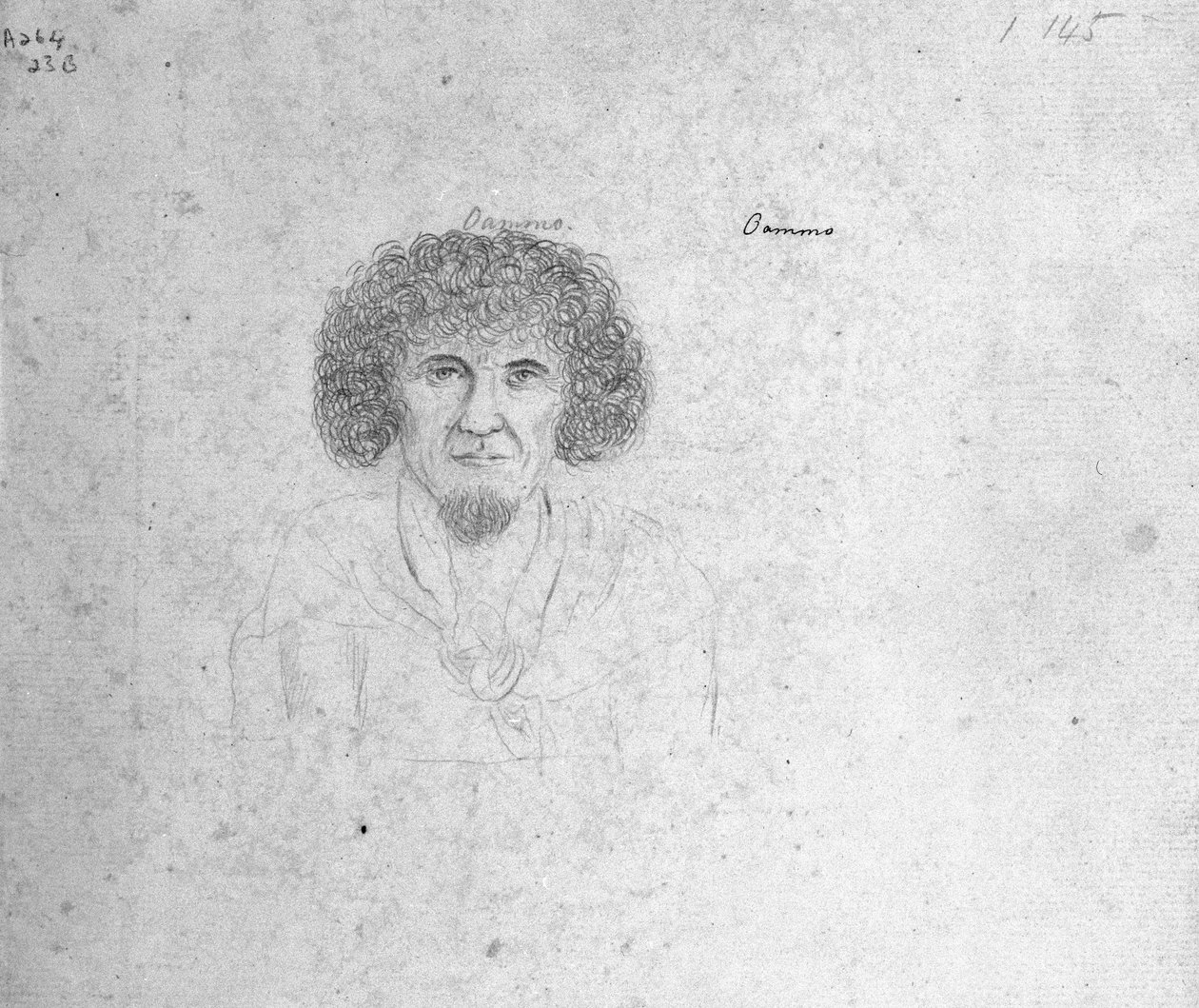 Oammo de William Ellis