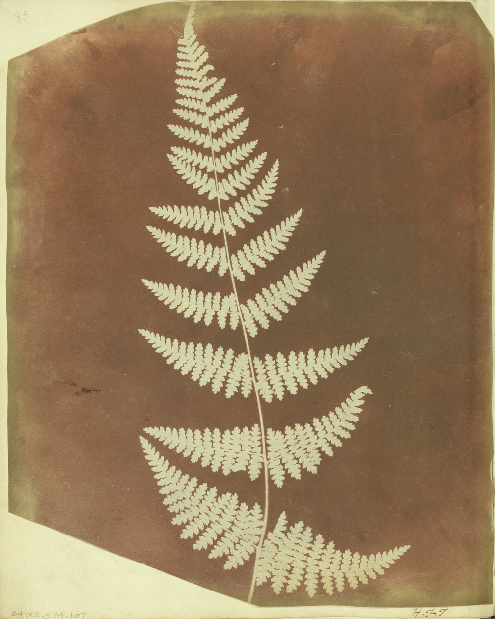 (Samambaia Buckler) de William Henry Fox Talbot