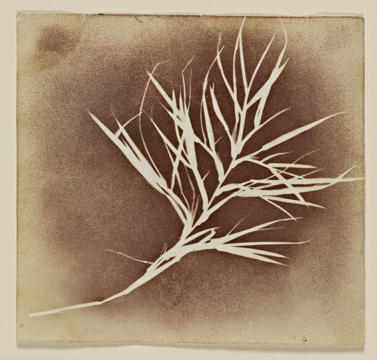 Desenho fotogênico de uma planta de William Henry Fox Talbot