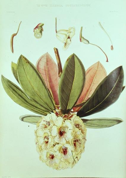 Rododendro Wightii, de Rhododendrons do Sikkim Himalaya por JD Hooker de William Hooker