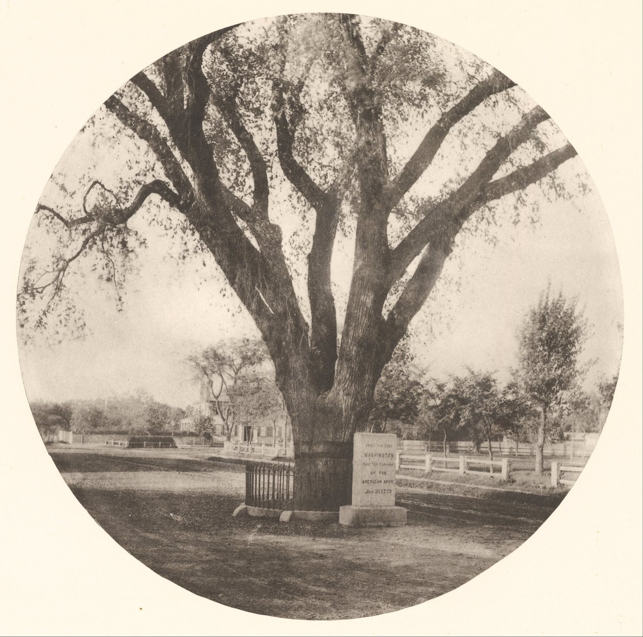 O elm de washington de William J. Stillman