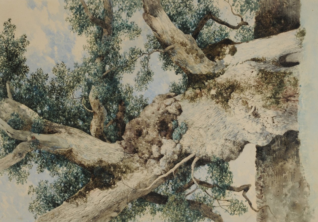 Estudo para Árvore no Rookery, c.1854 (wc no papel) de William James Blacklock