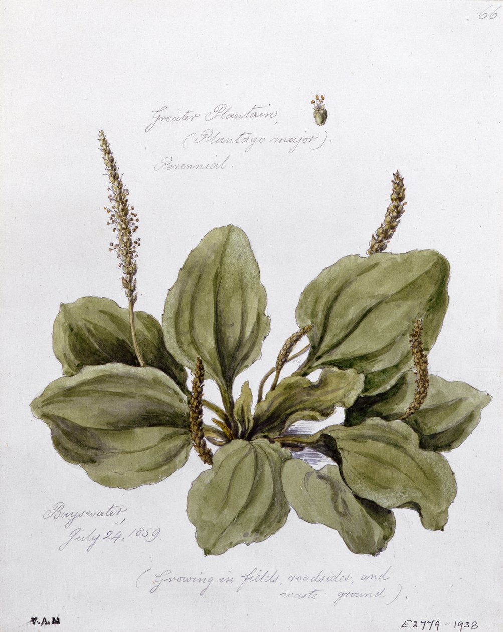 Maior Banana, pintado em Bayswater, 24 de julho de 1859 de William James Linton