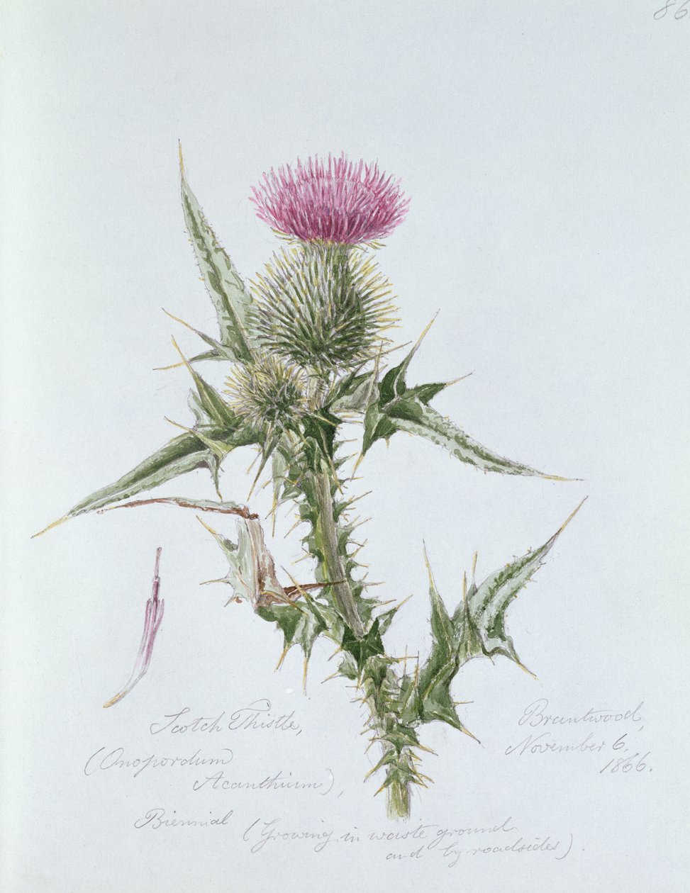 Cardo escocês, pintado em Brantwood, 6 de novembro de 1866 de William James Linton
