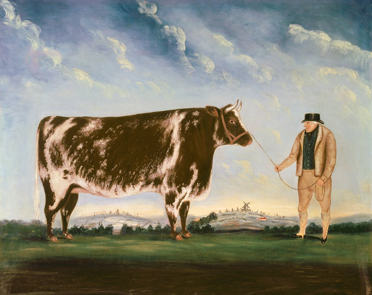 Estudo de um Shorthorn de William Joseph Shayer