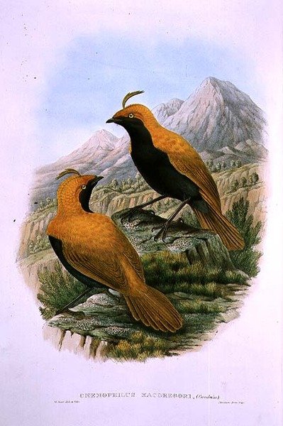 Cnemophilus Macgregorii, pássaro de paraíso com crista de foice de M. Hart