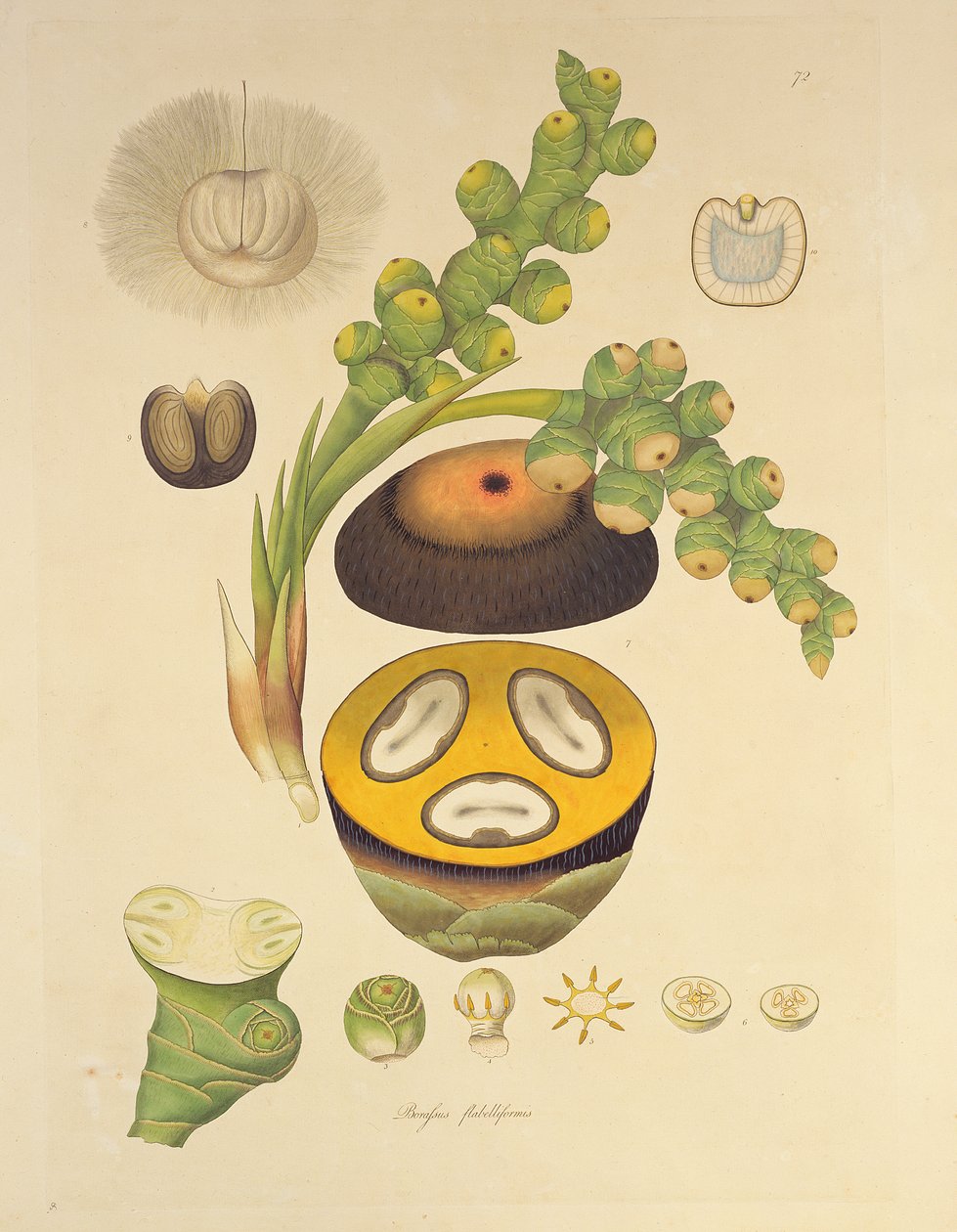 Borassus flabelliformis (Palmaira árvore) ilustração de &39;plantas da costa de Coromandel&39;, 1795 de William Roxburgh