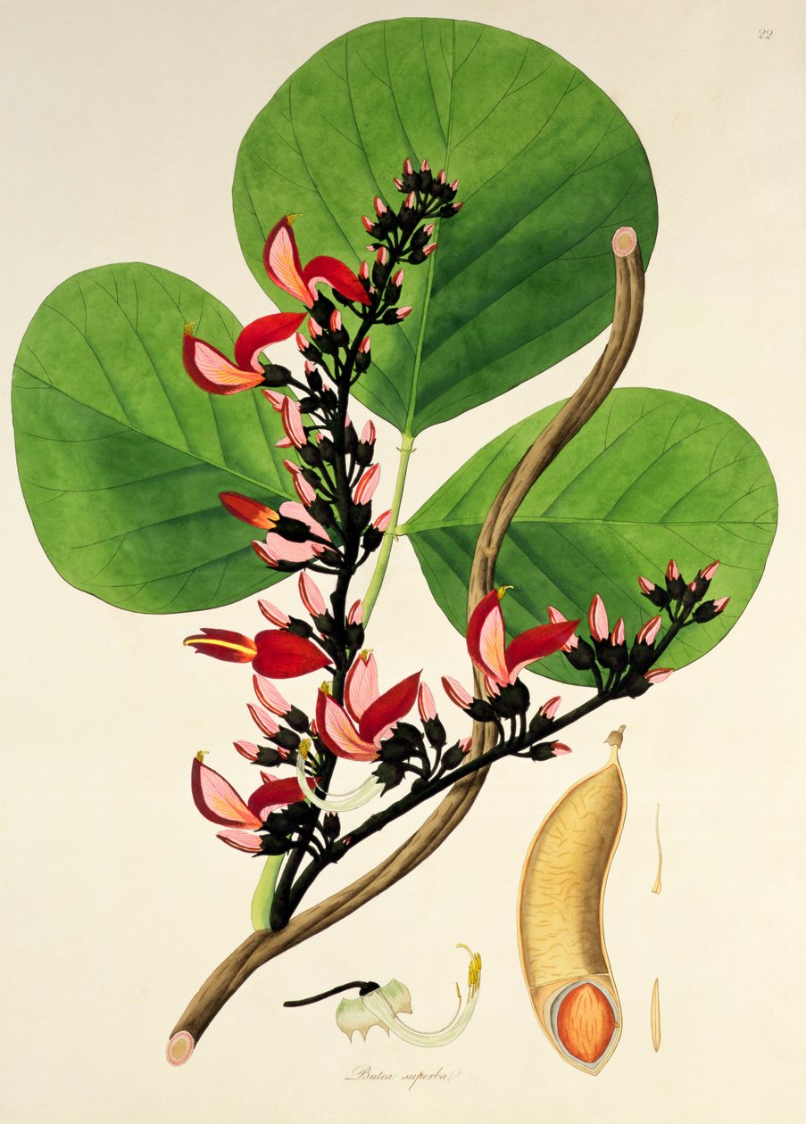 Butea Superba, ilustração de &39;Plantas da Costa de Coromandel&39;, 1795 de William Roxburgh