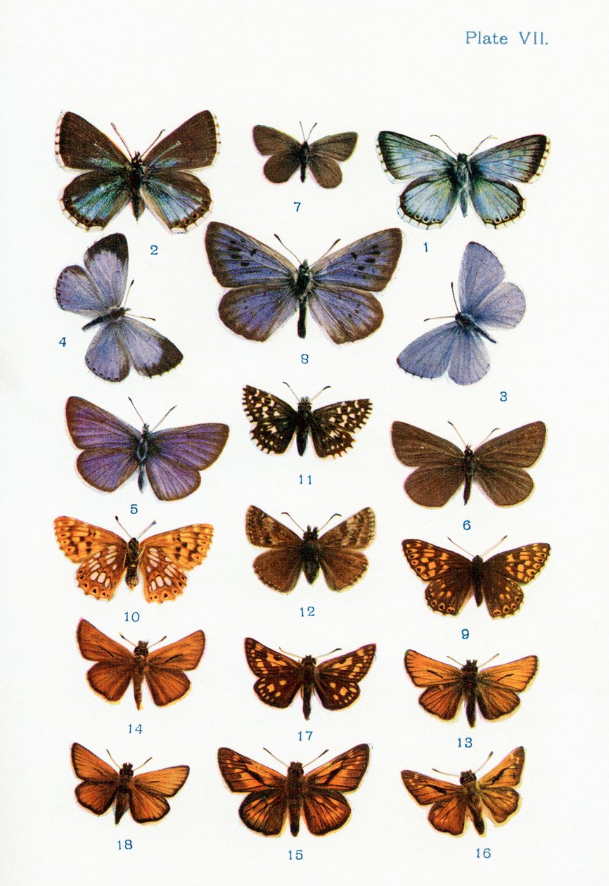 Diferentes tipos de borboletas, ilustração do livro Borboletas, traças e outros insetos e criaturas do campo, publicado em 1927 de William Samuel Furneaux