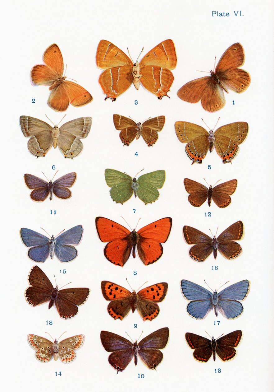 Diferentes tipos de borboletas, ilustração do livro Borboletas, traças e outros insetos e criaturas do campo, publicado em 1927 de William Samuel Furneaux