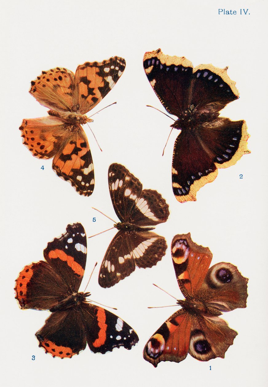 Diferentes tipos de borboletas, ilustração do livro Borboletas, traças e outros insetos e criaturas do campo, publicado em 1927 de William Samuel Furneaux