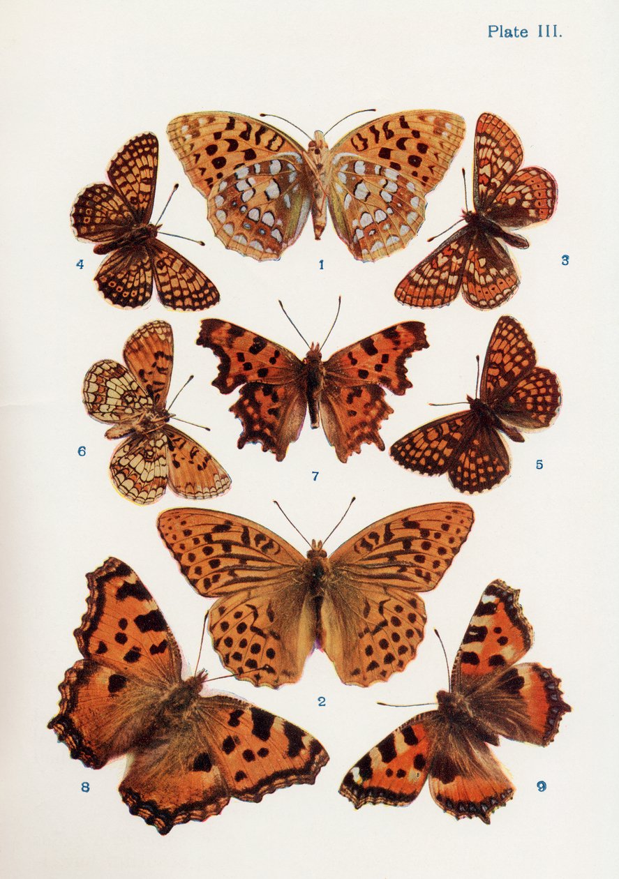 Diferentes tipos de borboletas, ilustração do livro Borboletas, traças e outros insetos e criaturas do campo, publicado em 1927 de William Samuel Furneaux