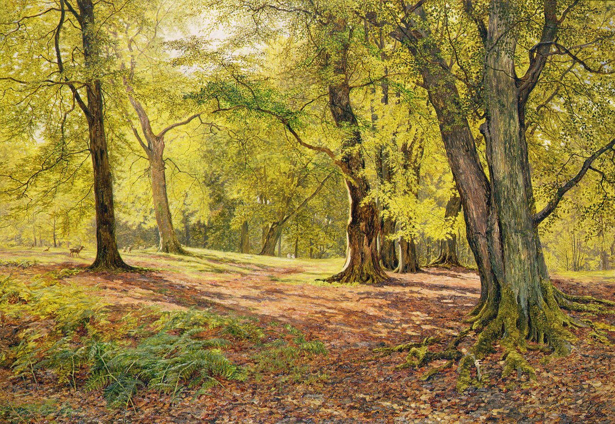 Nos bosques de faia de William Samuel Jay