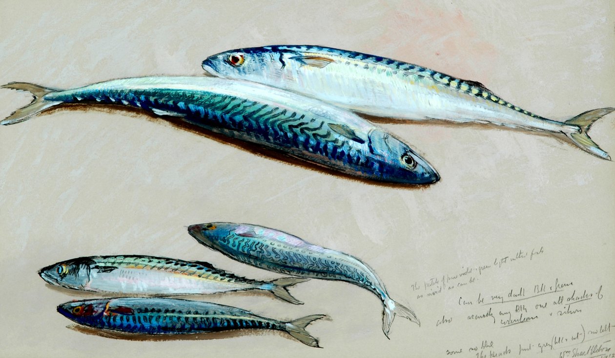 Estudo de cinco cavala para &39;The Mackerel Nets&39;, 1912 (óleo sobre óleo) de William Shackleton