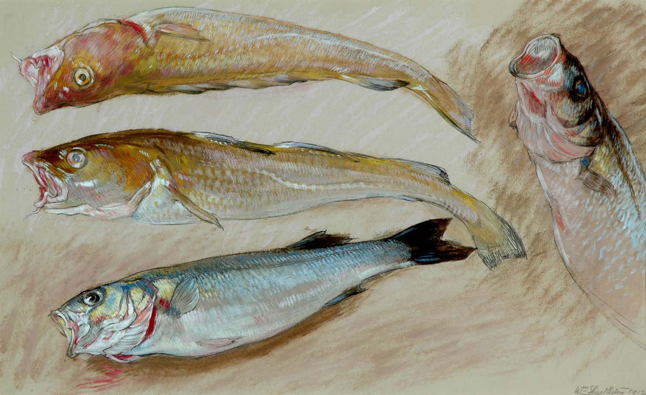 Estudo de quatro peixes para &39;The Mackerel Nets&39;, 1912 (óleo sobre papel) de William Shackleton