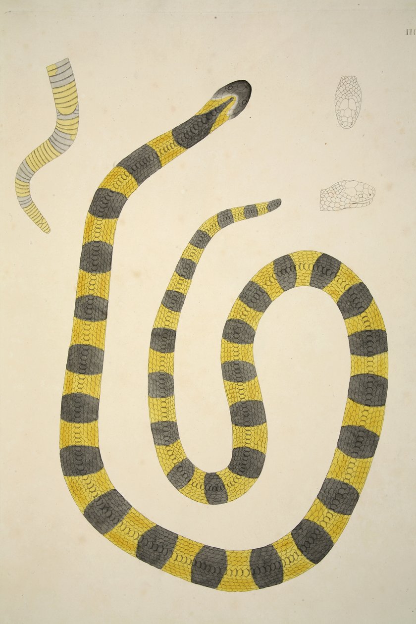 Bungarum Pamah, de uma conta de serpentes indianas coletadas na costa de Coromandel, bar. 1796 (gravura colorida à mão) de William Skelton