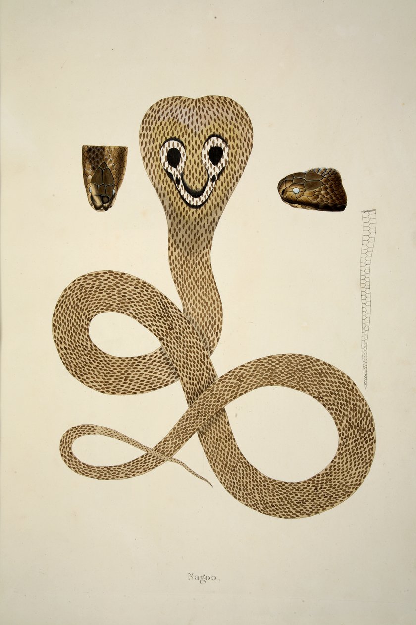 Nagoo, de uma conta de serpentes indianas coletadas na costa de Coromandel, bar. 1796 (gravura colorida à mão) de William Skelton
