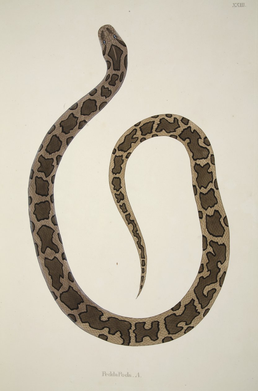 Pedda Poda. A., de uma conta de serpentes indianas coletadas na costa de Coromandel, pub. 1796 (gravura colorida à mão) de William Skelton