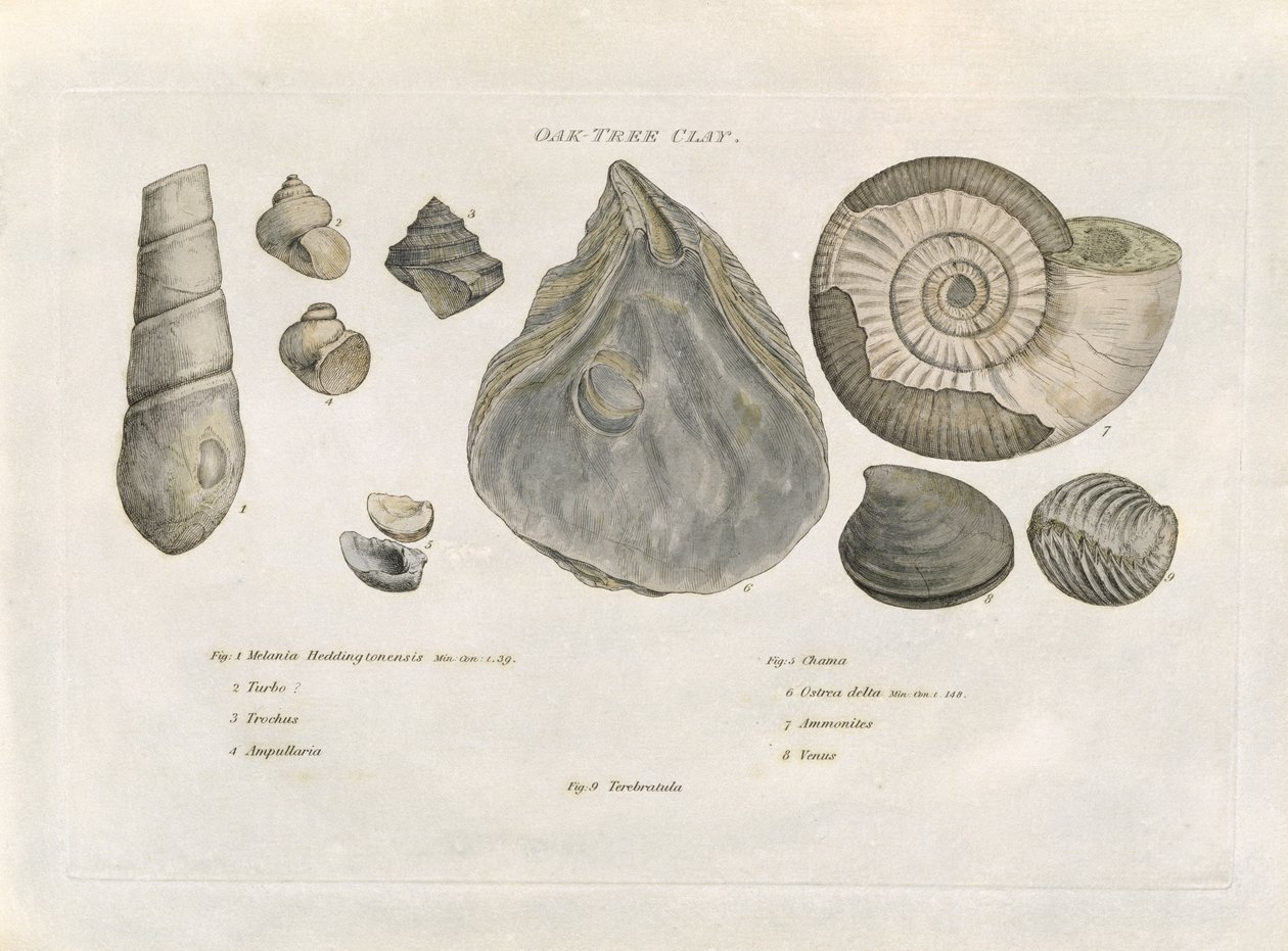 Fósseis da argila da árvore de carvalho, ilustração &39;dos estratos identificados por fósseis organizados&39; pelo artista, bar. 1816 de William Smith