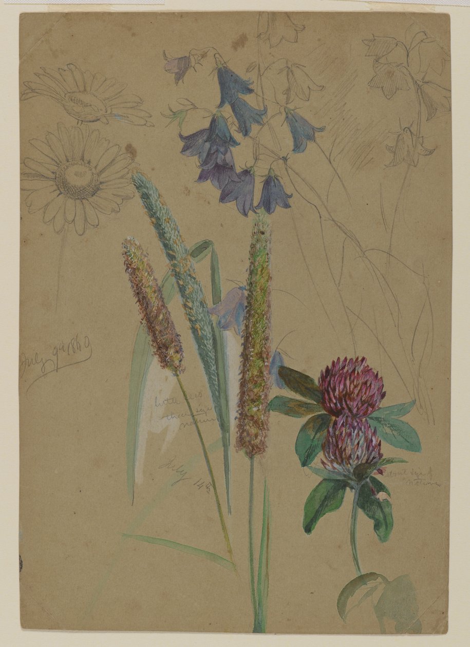 Estudo de flores, 1860 (grafite e wc no papel) de William Trost Richards