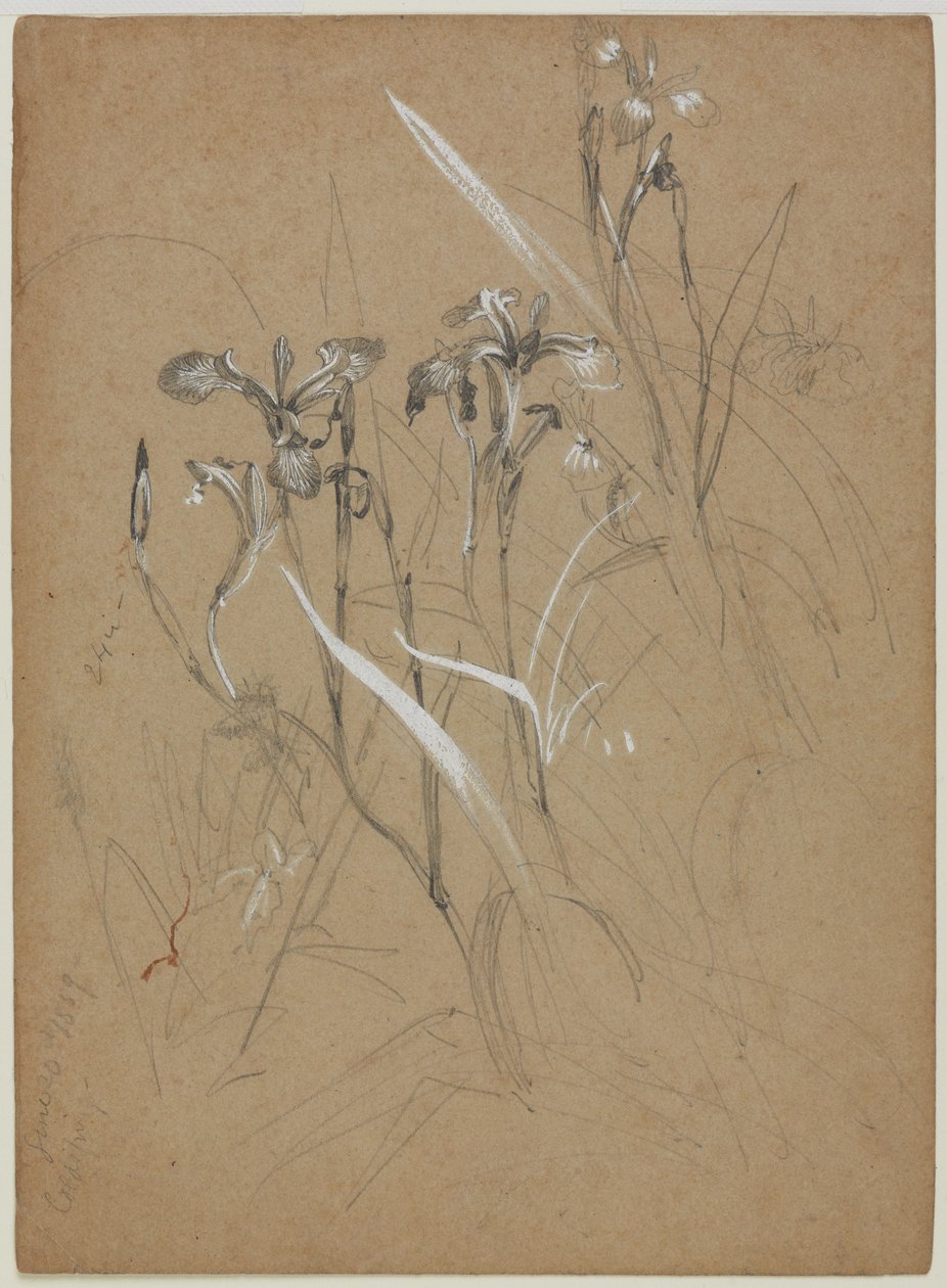 Plant Study, 30 de junho de 1859 (grafite e branco chinês em papel bronzeado) de William Trost Richards