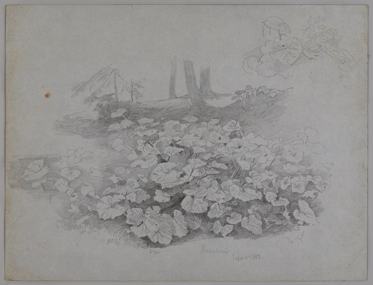 Plant Study, 11 de setembro de 1867 (grafite sobre papel azul) de William Trost Richards