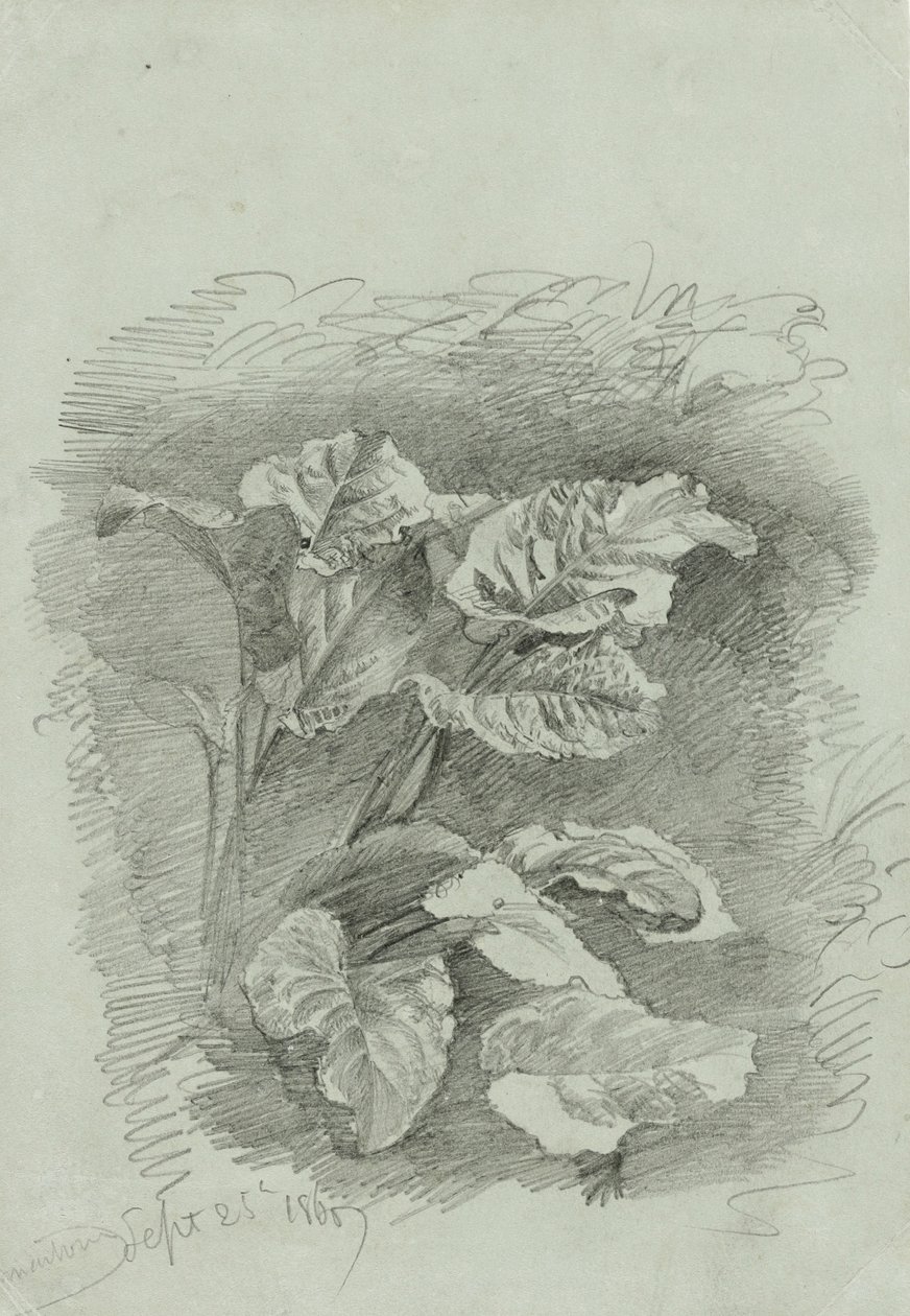 Estudo de uma planta, 1867 (grafite em papel tufado verde) de William Trost Richards