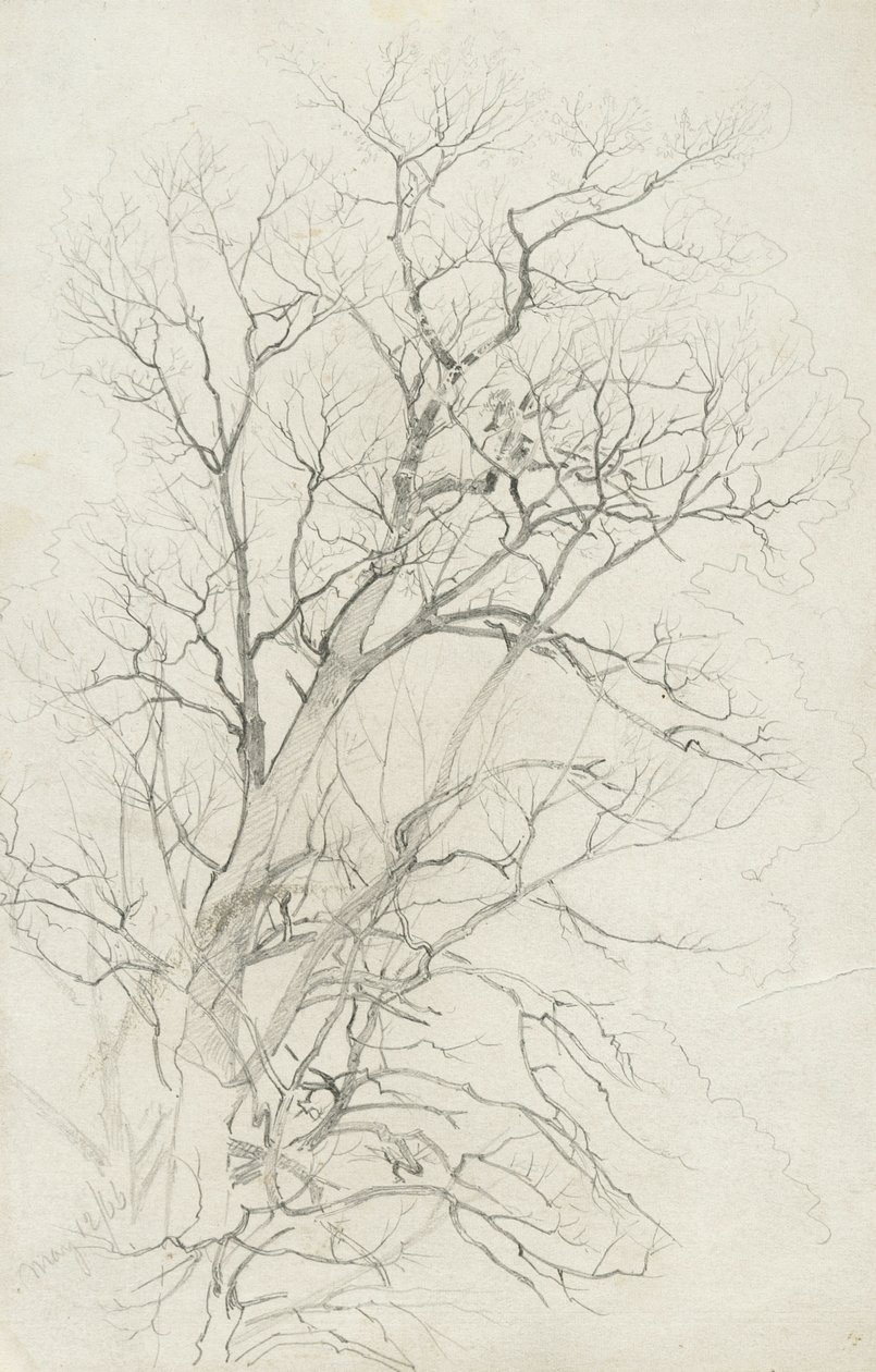 Árvore, 1866 (grafite em papel cinza) de William Trost Richards