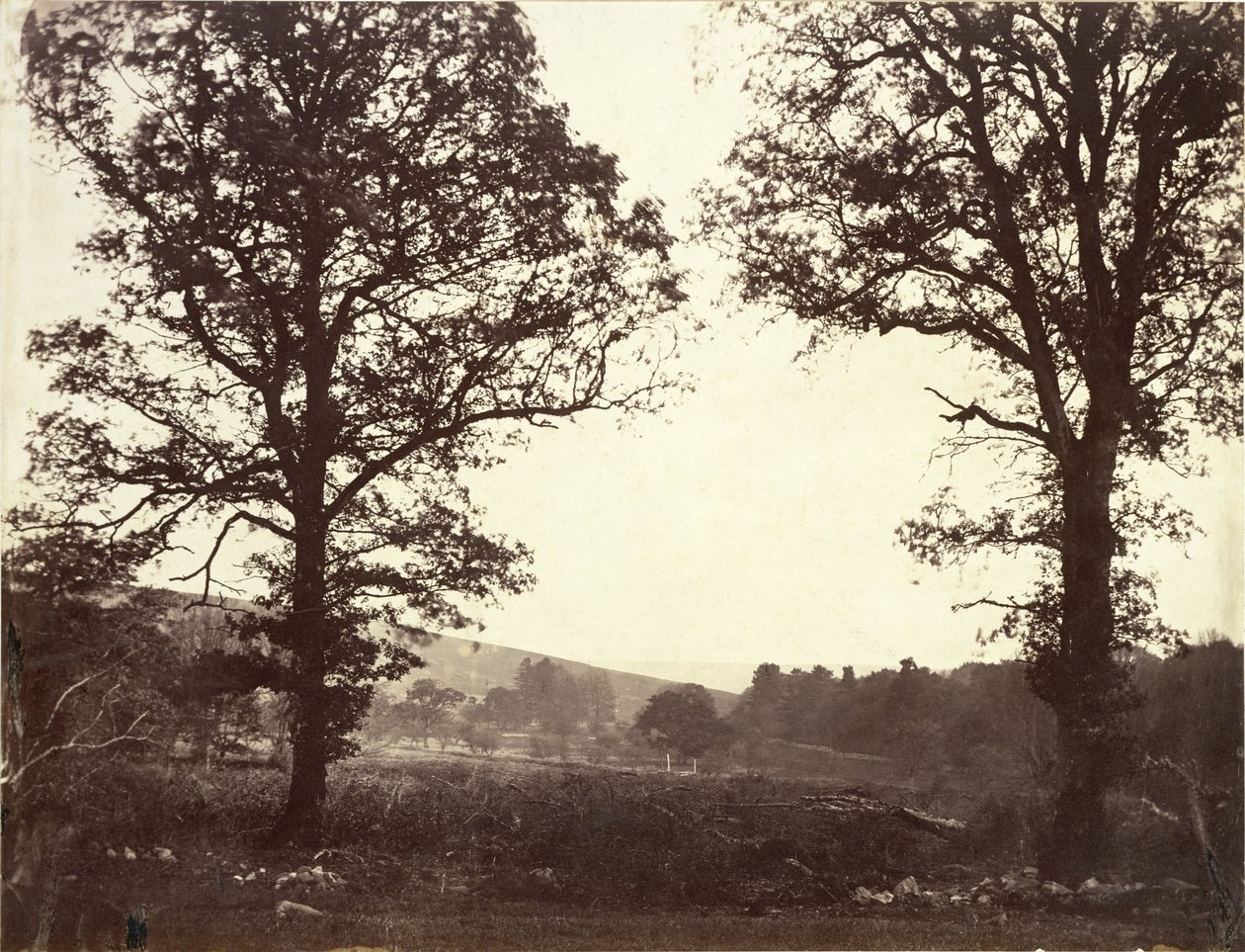 Paisagem com olmos, Ashdown, Grã-Bretanha de William 2nd Earl of Craven