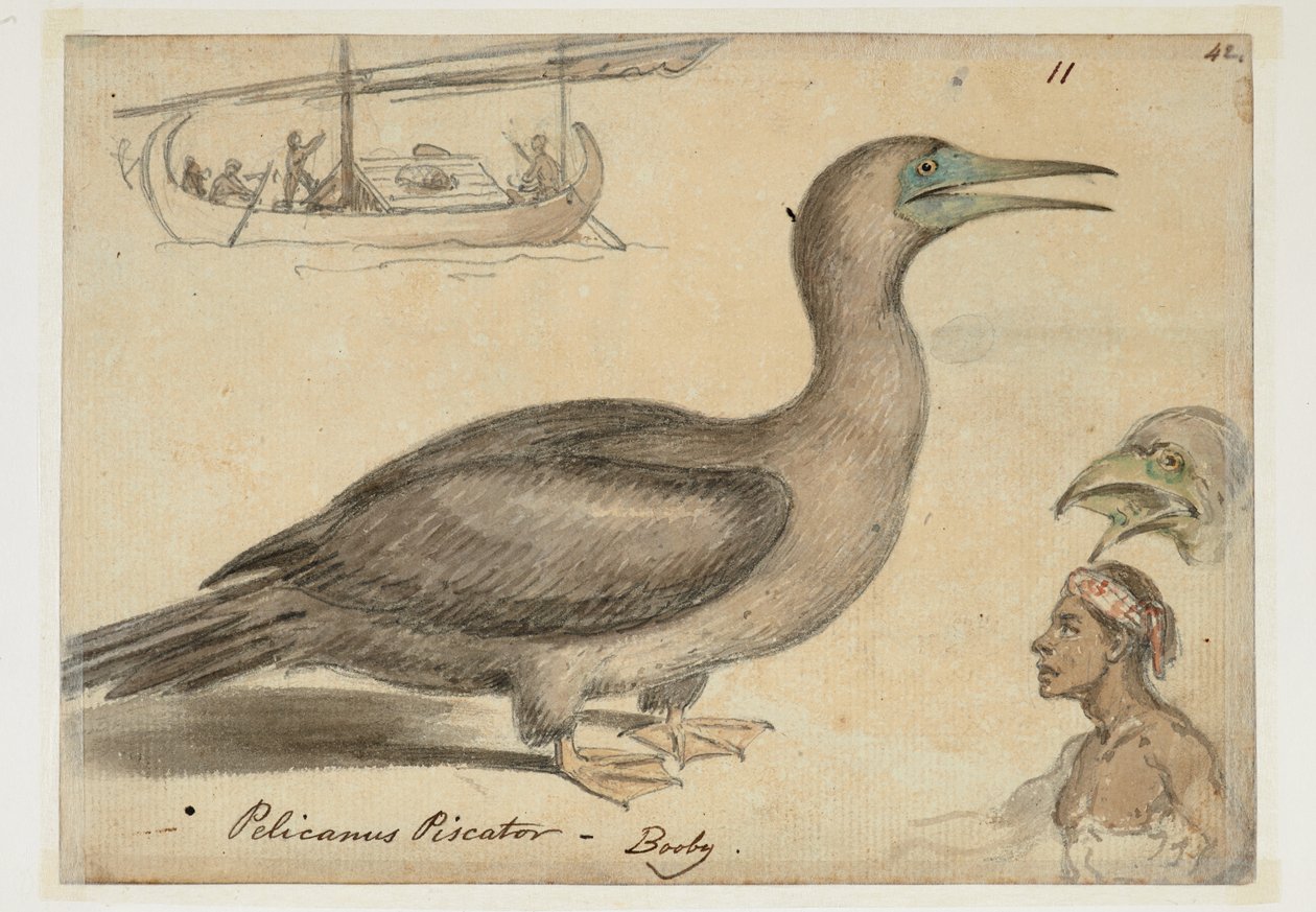 DM 961 f.11 de William Alexander