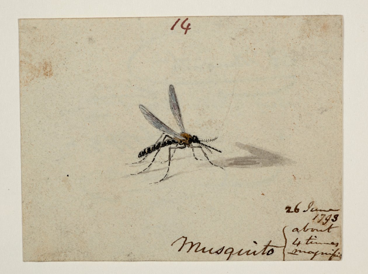 DM 961 f.14 de William Alexander