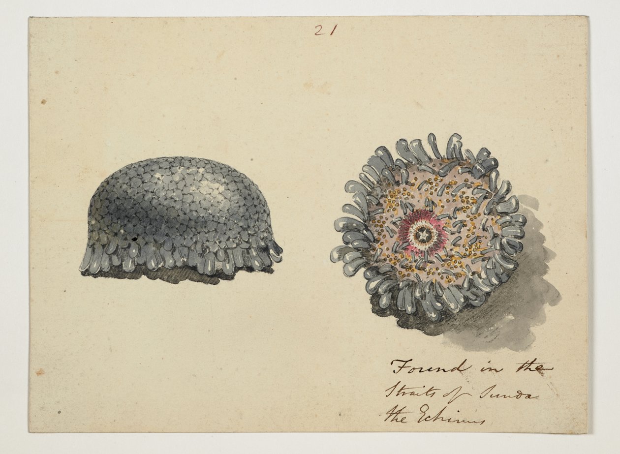DM 961 f.21 de William Alexander