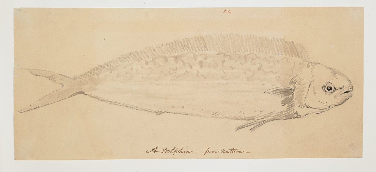 WD 961 f.24 de William Alexander