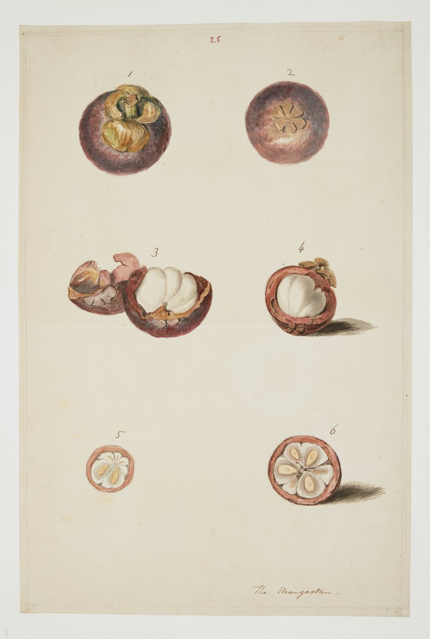 WD 961 f.25 de William Alexander