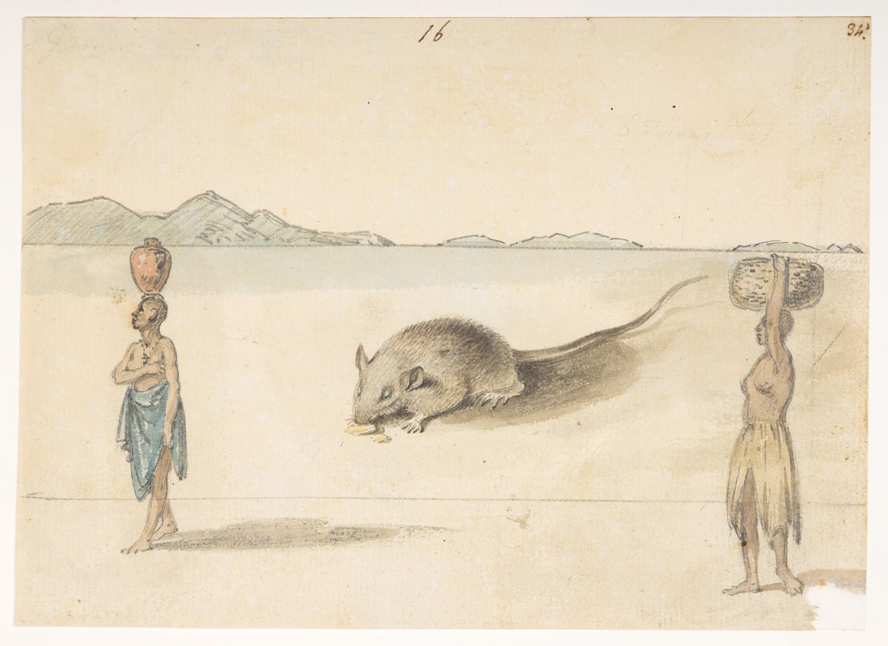 f.3 16 Rato. Habitantes provavelmente de St. Jago. No verso: Polvo. "Barriga do mesmo peixe. O esboço marcado F pertence a isto