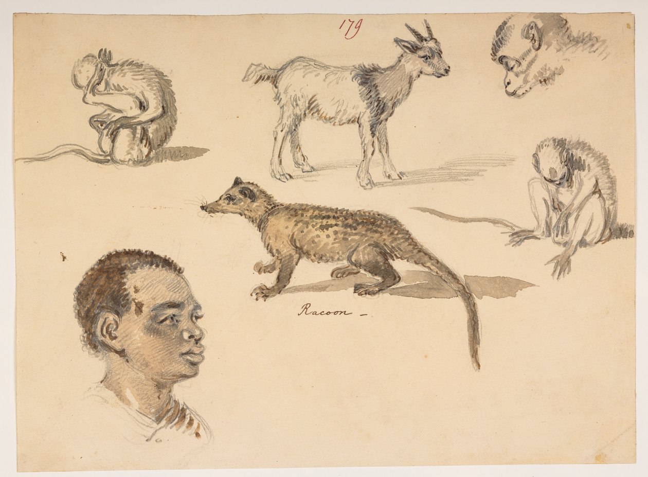 f.65 179 Cabeça de homem, guaxinim, cabra e macacos, de um Álbum de 372 desenhos de paisagens, costas, trajes e vida quotidiana feitos durante a embaixada de Lord Macartney no Imperador da China, entre 1792 e 1794 (lápis e aguarela sobre papel) de William Alexander