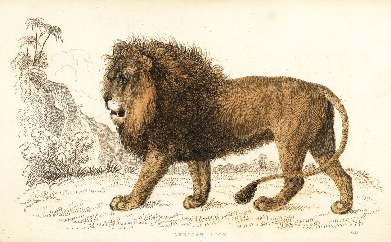 Leão africano, Panthera leo. Vulnerável. ,1834 (gravura) de William Alexander Forbes
