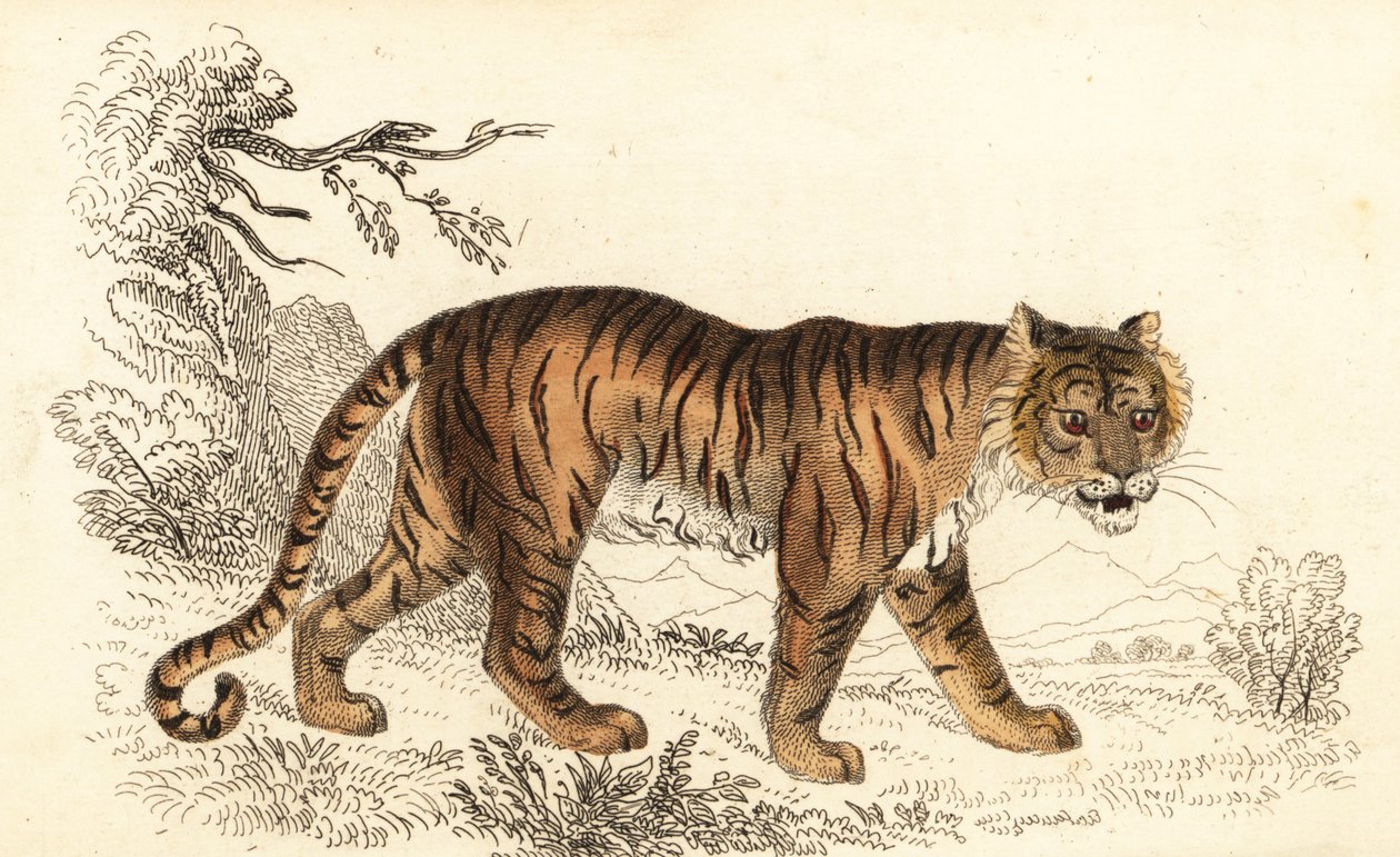 Tigre de Bengala, Panthera tigris tigris., 1834 (gravura) de William Alexander Forbes