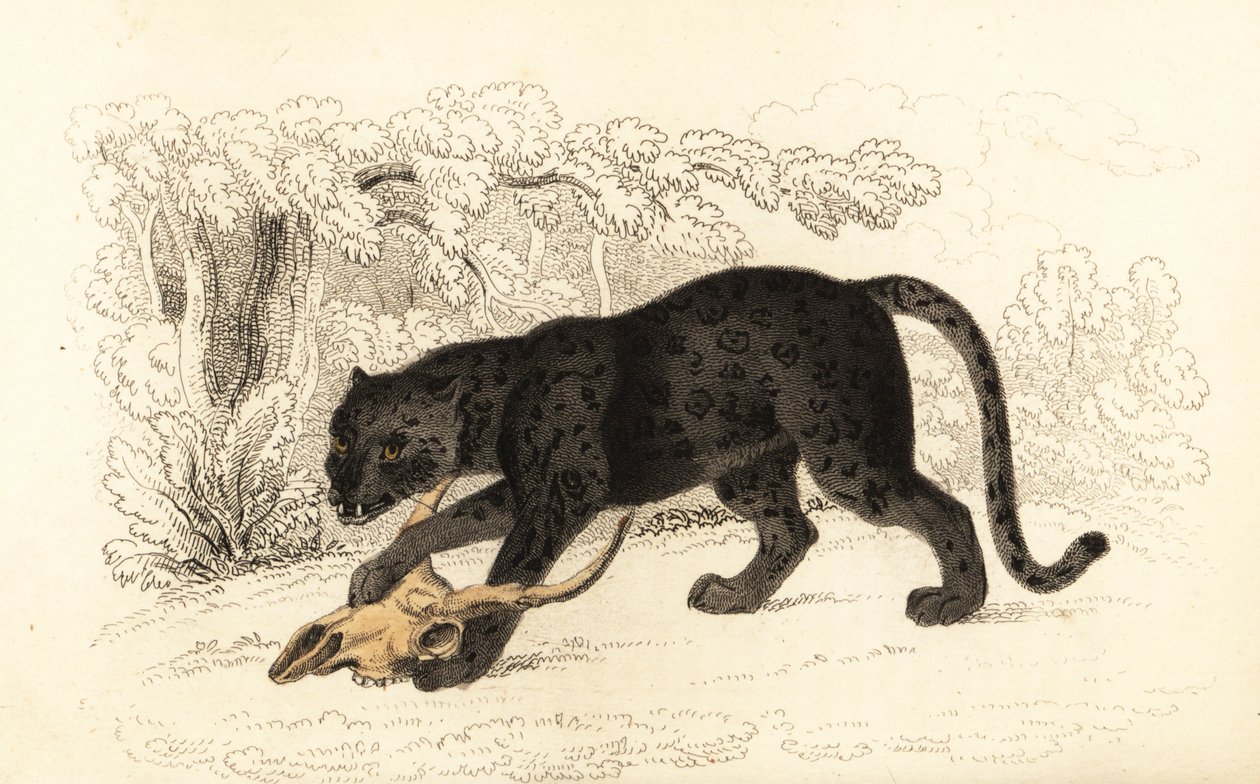 Black jaguar, Fanthera pardus.,1834 (gravura) de William Alexander Forbes