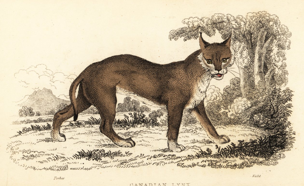lince canadense, Lynx canadensis.,1834 (gravura) de William Alexander Forbes