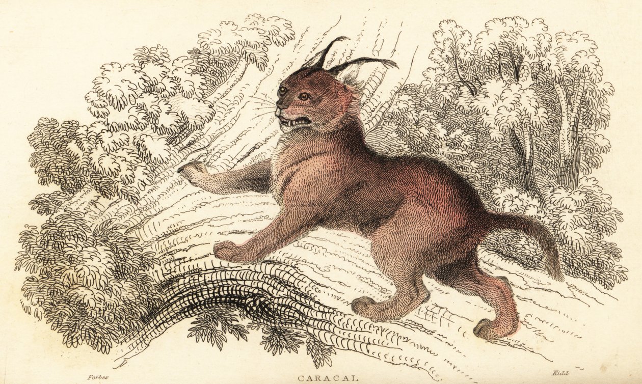 Caracal, Caracal Caracal., 1834 (gravura) de William Alexander Forbes