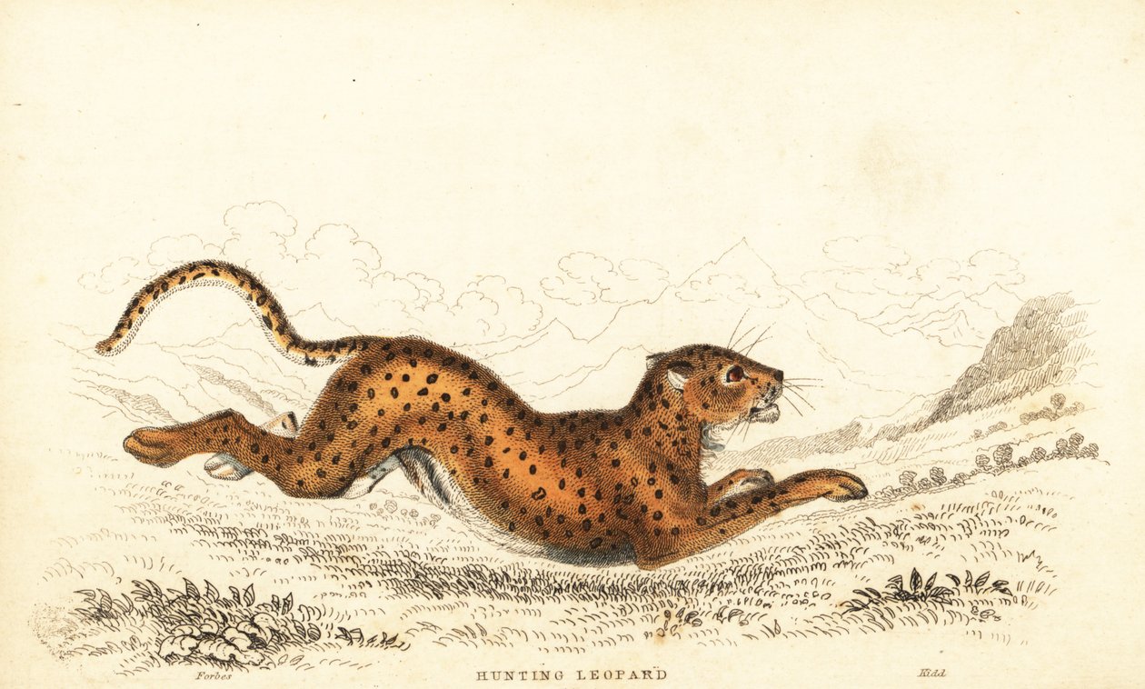 Cheetah, Acinonyx jubatus., 1834 (gravura) de William Alexander Forbes