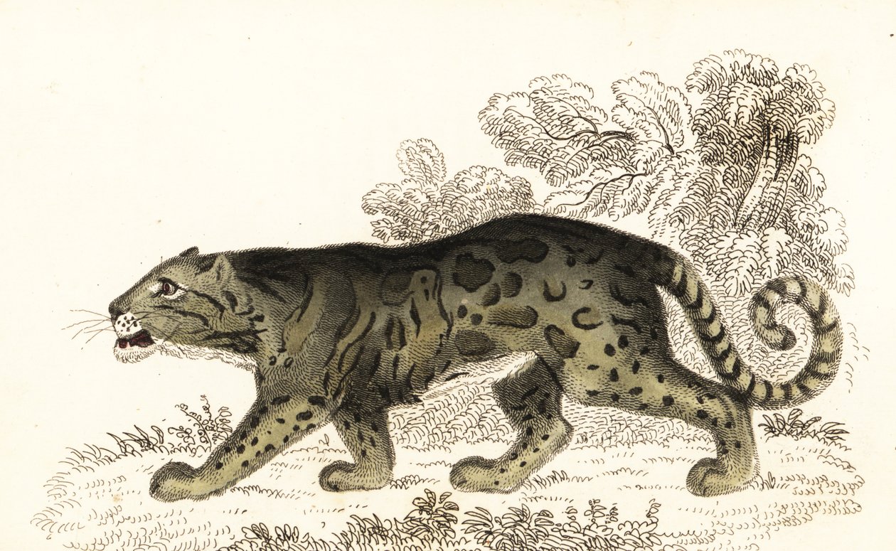 Leopardo nublado, Neofelis nebulosa., 1834 (gravura) de William Alexander Forbes