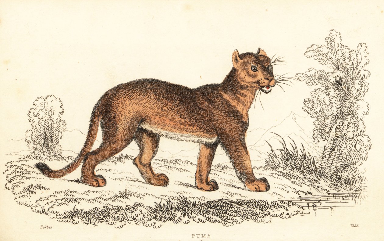 Puma, Puma concolor., 1834 (gravura) de William Alexander Forbes