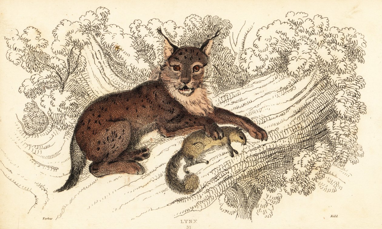 lince eurasiático, lince lince 1834 (gravura) de William Alexander Forbes