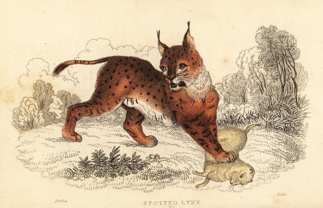 lince eurasiático, lince lince 1834 (gravura) de William Alexander Forbes