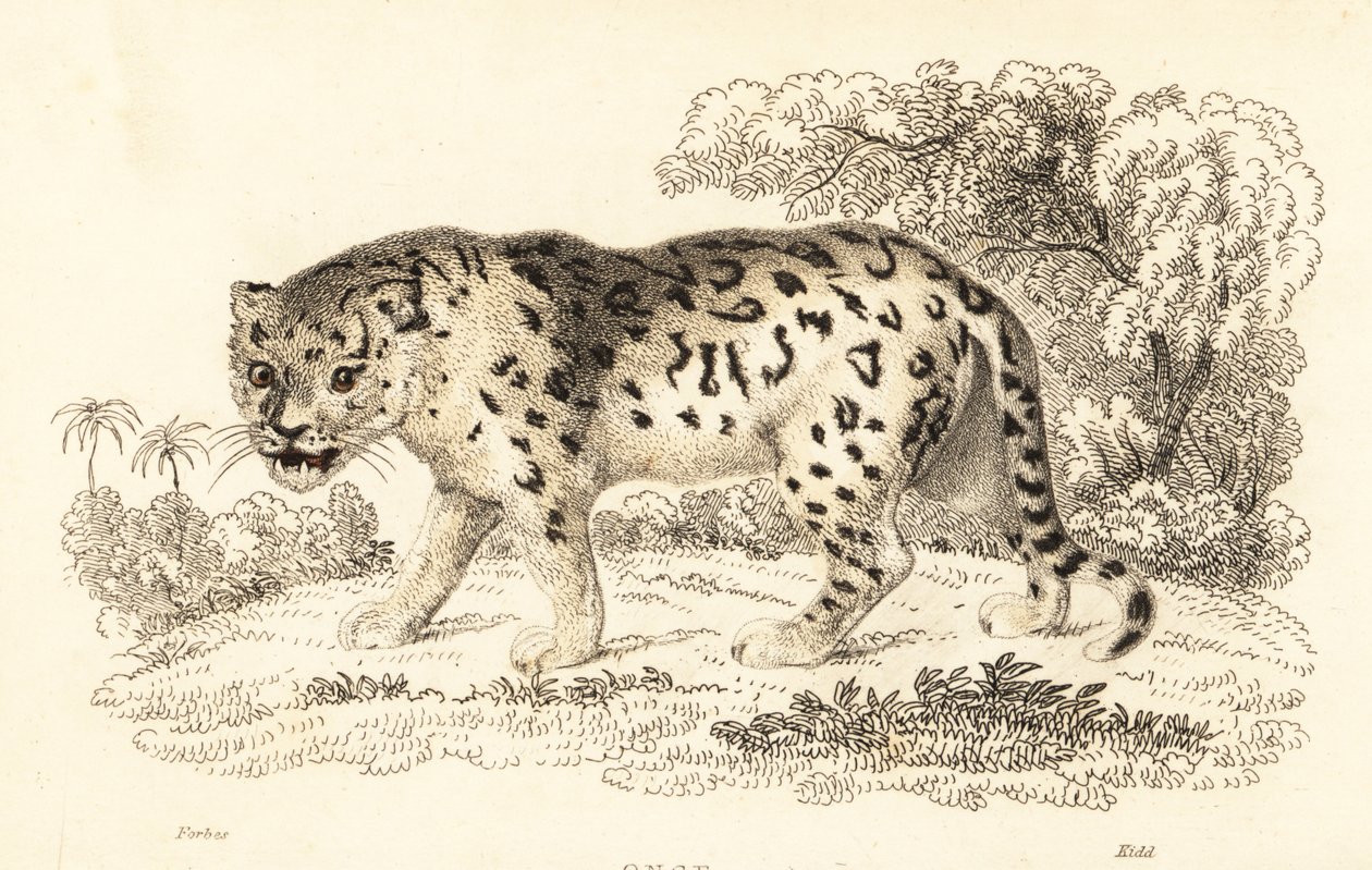 Jaguar, Panthera onca., 1834 (gravura) de William Alexander Forbes