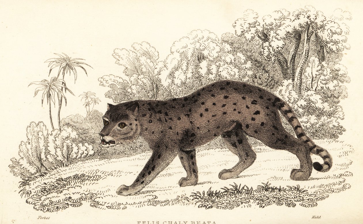 Jaguarundi, Puma yagouaroundi.,1834 (gravura) de William Alexander Forbes